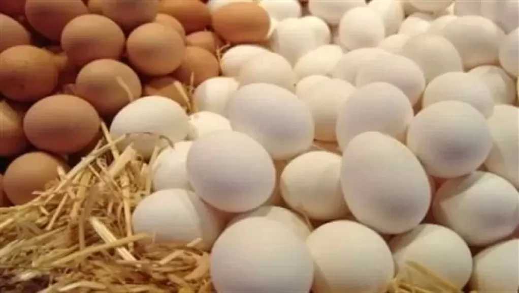 أمين شعبة البيض: الأسعار في السوق أقل من تكلفة الإنتاج الحقيقية بـ 50%
