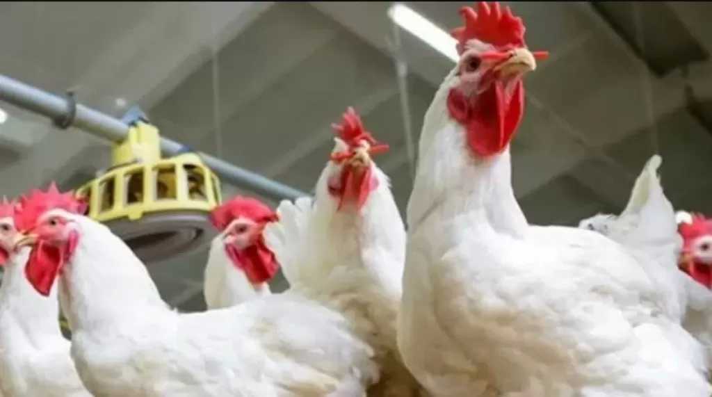 رئيس شعبة الدواجن بالجيزة: بقالي 5 سنين بطالب بإنشاء بورصة للدواجن لعودة التسعير العادل للمنتجين