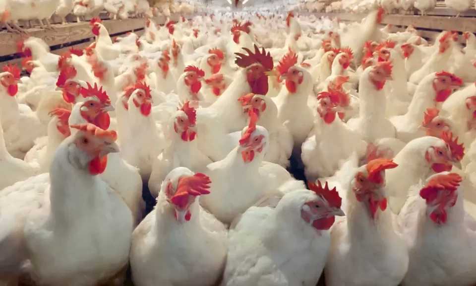 رئيس شعبة الدواجن: استمرار الخسائر يهدد بخروج صغار المربين.. والمنتج المصري آمن 100%