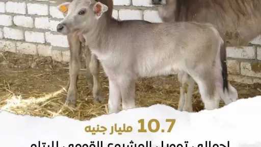 الزراعة: اعتماد مبلغ 111 مليونًا و230 ألف جنيهًا تمويلًا جديدًا لـ 80 مستفيد من صغار المربين وشباب الخريجين