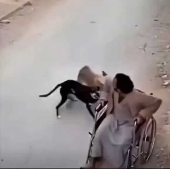 شاهد| كيف فضحت الكلاب متسولًا خدع المارة بادعاء العجز؟
