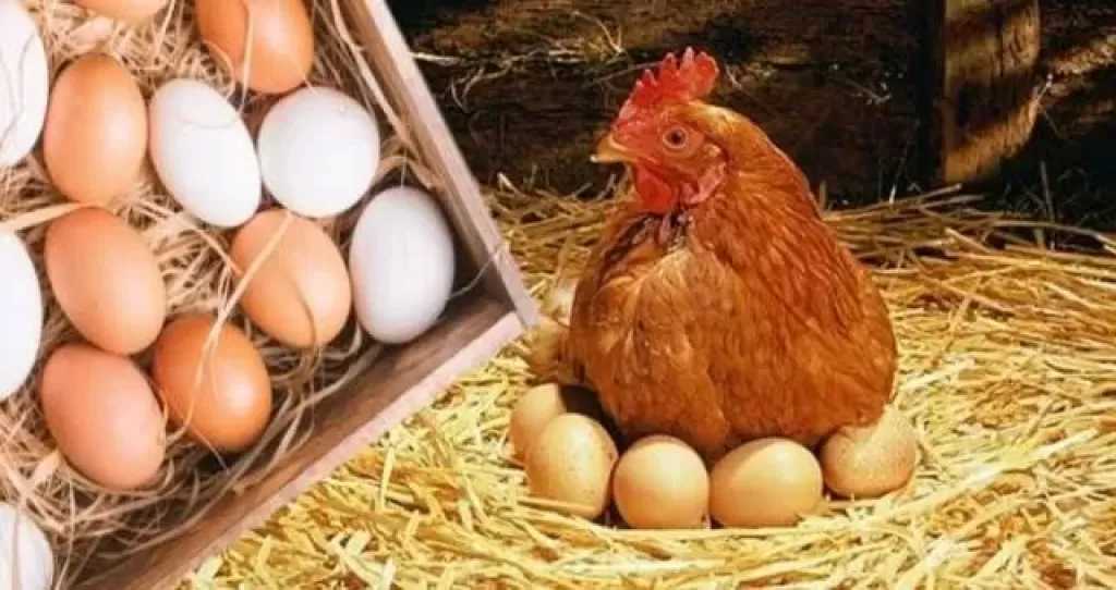 رئيس شعبة الثروة الداجنة: آليات العرض والطلب قد تُجحف بالمستهلك وأحيانًا تسبب مشاكل للمنتجين
