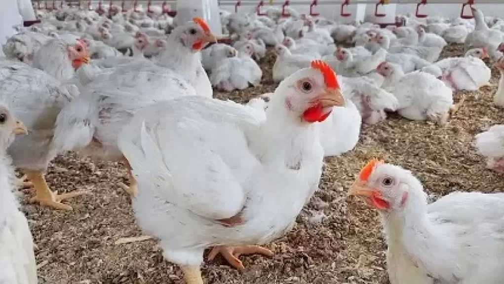 رئيس شعبة الدواجن ينفي شائعات استخدام الهرمونات: المنتج آمن 100%