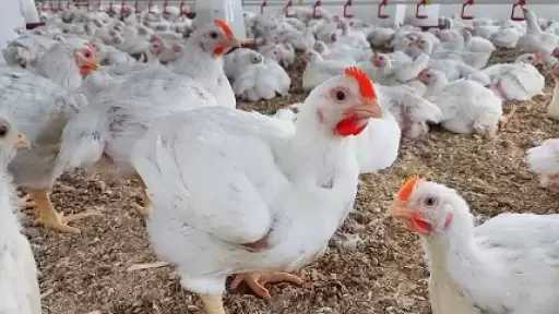 رئيس شعبة الدواجن ينفي شائعات استخدام الهرمونات: المنتج آمن 100%