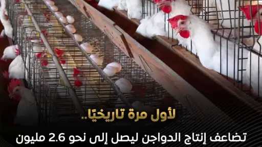 طفرة استثمارية لـ صناعة الدواجن بمصر تجاوزت 7 أضعاف لتصل استثماراتها إلى نحو 200 مليار جنيه