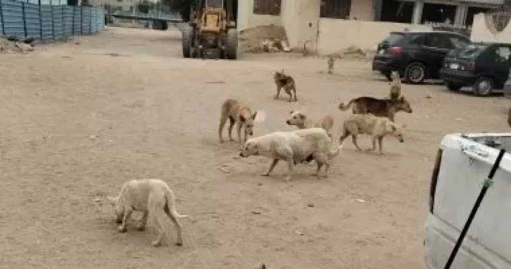 محافظ القاهرة: إنشاء ”شلتر” مركزى للكلاب الضالة وافتتاحه خلال أسبوعين