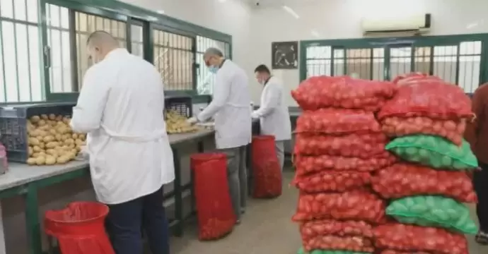 الزراعة: فحص مليون طن بطاطس مائدة معدة للتصدير و68 ألف طن تقاوي للموسم الجديد خلال يونيو الماضي