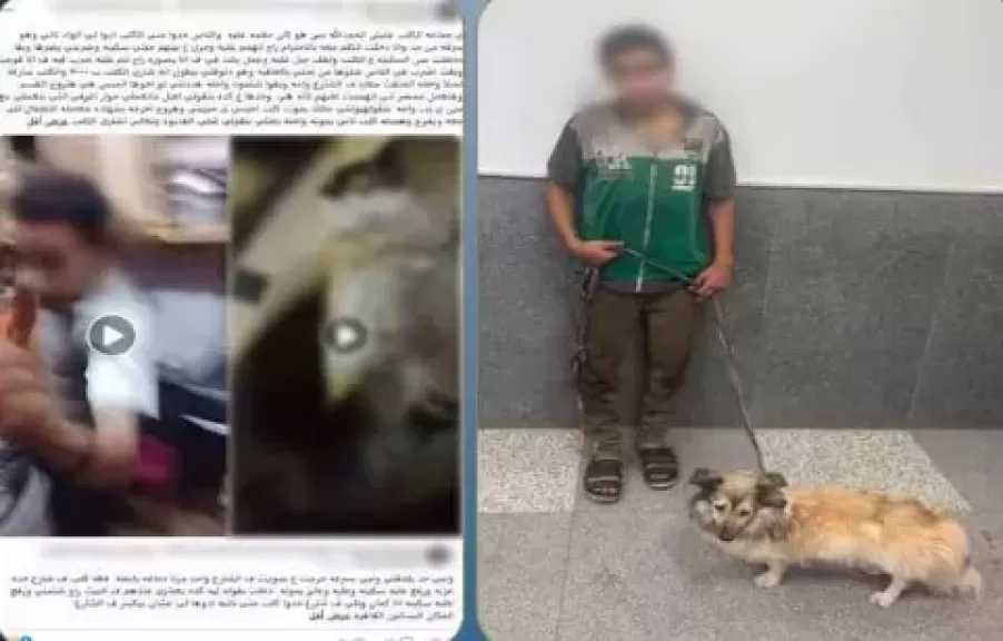 ضبط المتهم بالتعدي على كلب بالضرب وتكبيله في القاهرة