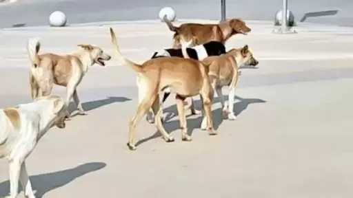 أخبار
