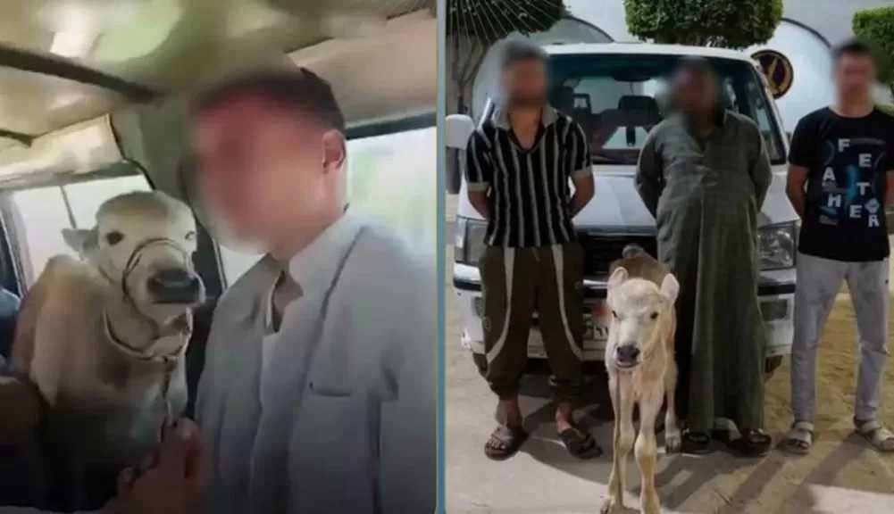 القبض على المتهمين بنقل رأس ماشية داخل سيارة ميكروباص بالبحيرة