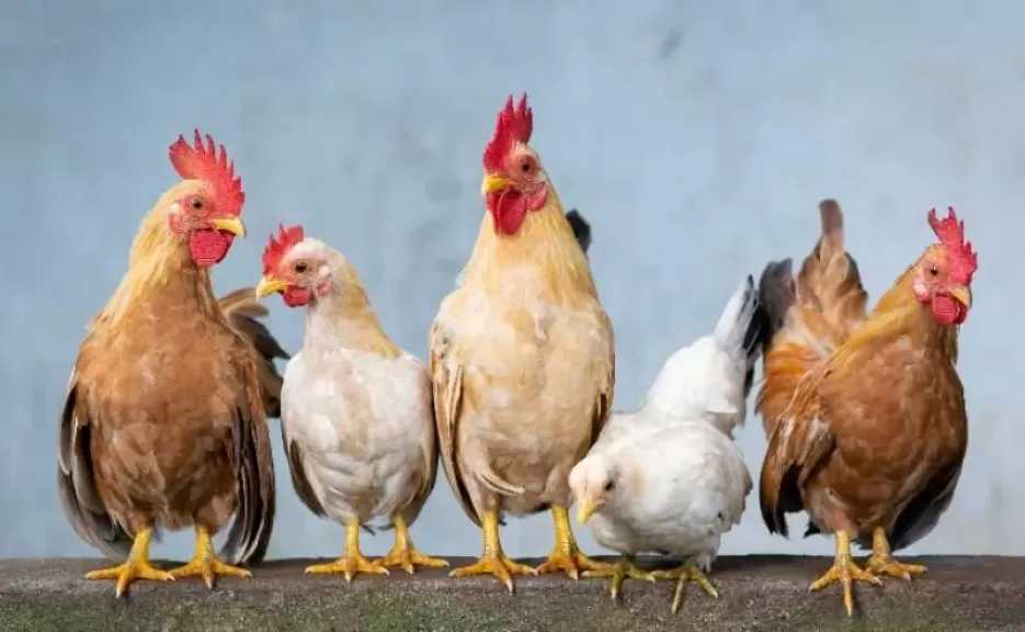 تراجع جديد في أسعار الدواجن اليوم.. تفاصيل