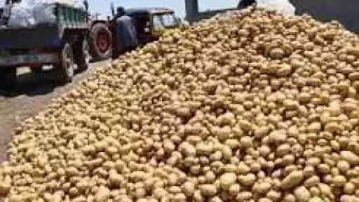 الاتحاد العام لمنتجي ومصدري الحاصلات البستانية يتابع انطلاق موسم البطاطس بفرعي طنطا وكفر الزيات