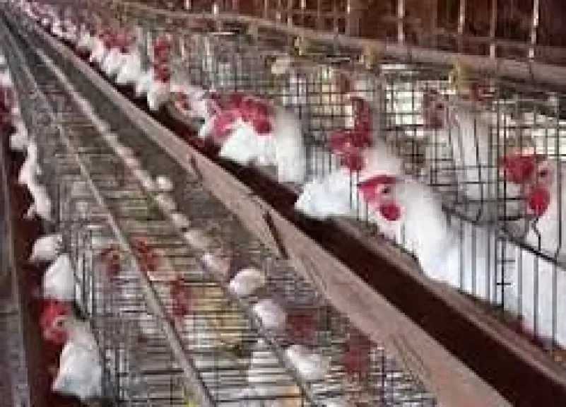 أسعار الدواجن وسوق الكتاكيت والطيور في الأسواق اليوم الأحد 2 أغسطس