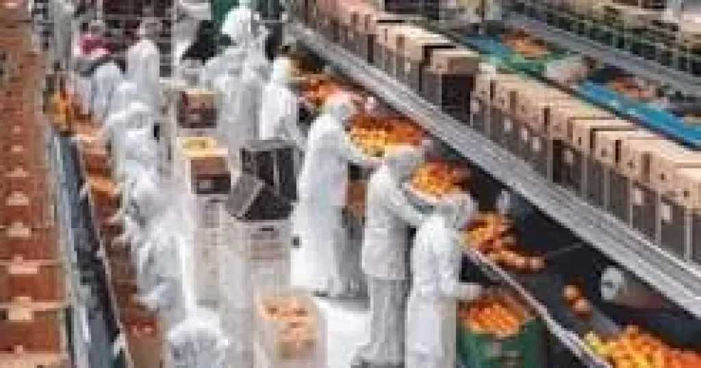 الصناعات الغذائية ثالث أكبر قطاع تصديري غير بترولي بصادرات 6.8 مليار دولار خلال 2025
