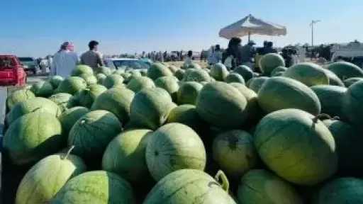 ”البطيخ البلدي” بسيناء محصول مطري يدر دخلاً ويغذي الإنسان والحيوان