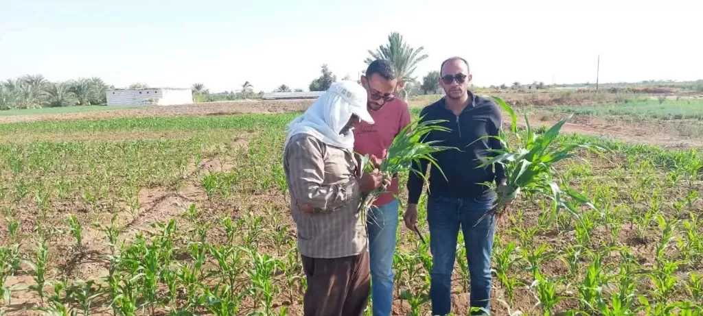 توصيات زراعية لحماية المحاصيل الصيفية من ارتفاع درجات الحرارة بالوادى الجديد