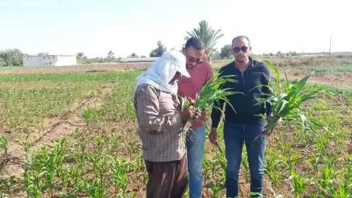 توصيات زراعية لحماية المحاصيل الصيفية من ارتفاع درجات الحرارة بالوادى الجديد