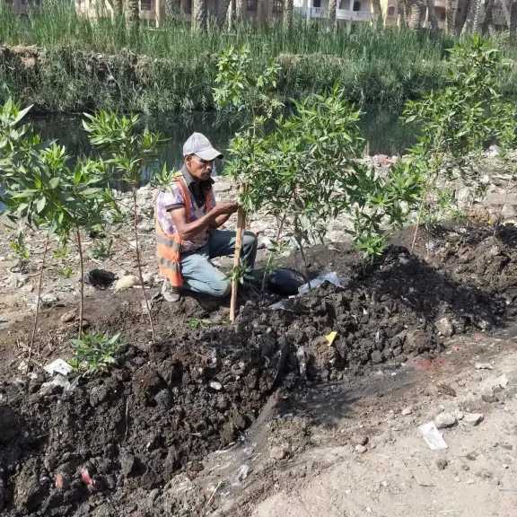محافظ الجيزة يتفقد أعمال زراعة 3350 شجرة بأبو النمرس ضمن مبادرة ازرع شجرة