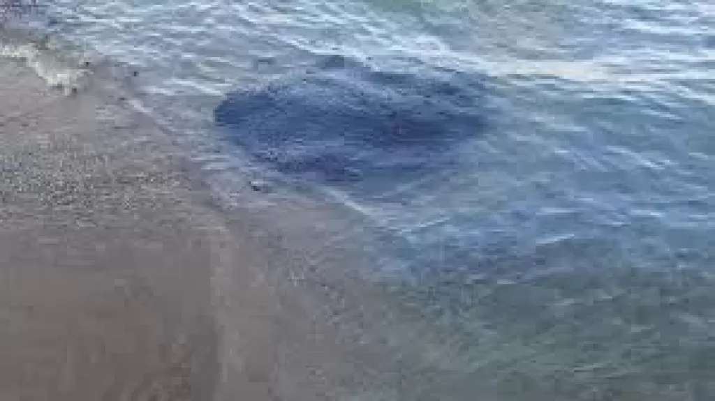 خط أحمر