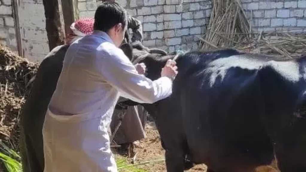بيطري الغربية يعلن تحصين تحصين 287 ألف و717 من رؤوس الماشية