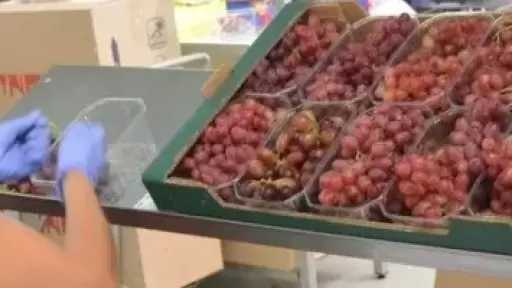 صادرات مصر من العنب تسجل 190 مليون دولار خلال 5 أشهر من العام الجارى