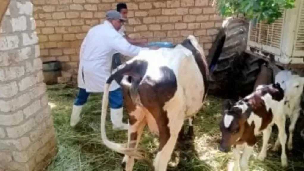 بيطري الغربية: تحصين 25 ألف رأس ماشية ضد الحمى القلاعية والوادي المتصدع