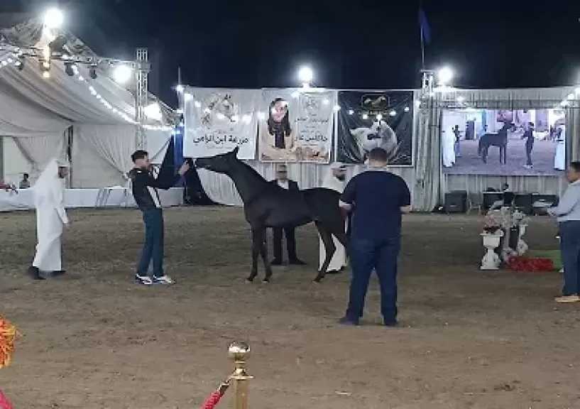 230 جوادًا و5 دول عربية.. انطلاق النسخة الـ20 من مهرجان الخيول العربية في كوم حمادة