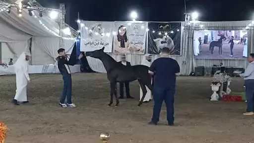 230 جوادًا و5 دول عربية.. انطلاق النسخة الـ20 من مهرجان الخيول العربية في كوم حمادة