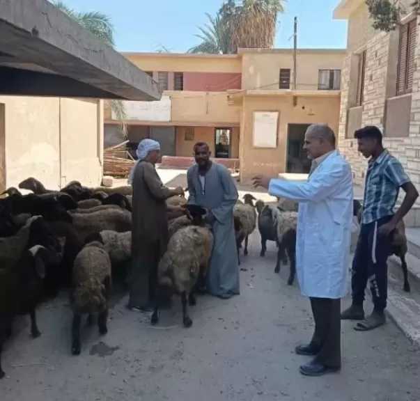 بيطري الفيوم: تحصين 8690 رأس ماشية وضبط 6.8 طن لحوم غير صالحة خلال أغسطس