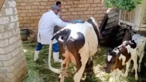 بيطري الغربية: تحصين 157 ألف رأس ماشية ضد الحمى القلاعية والوادي المتصدع