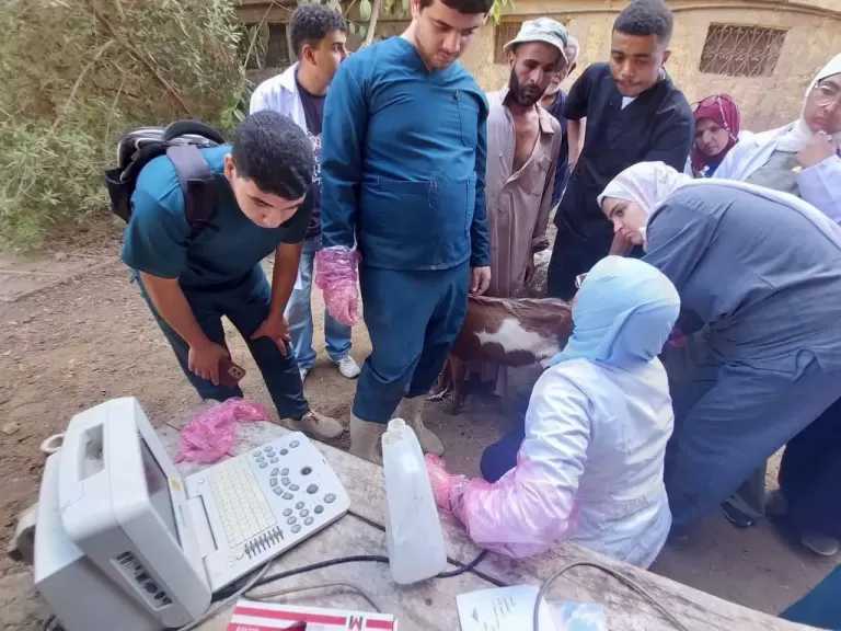 ”الزراعة” تقدم خدمات الرعاية التناسلية لأكثر من 39 ألف رأس ماشية والتلقيح الاصطناعي لنحو 41 ألف رأس