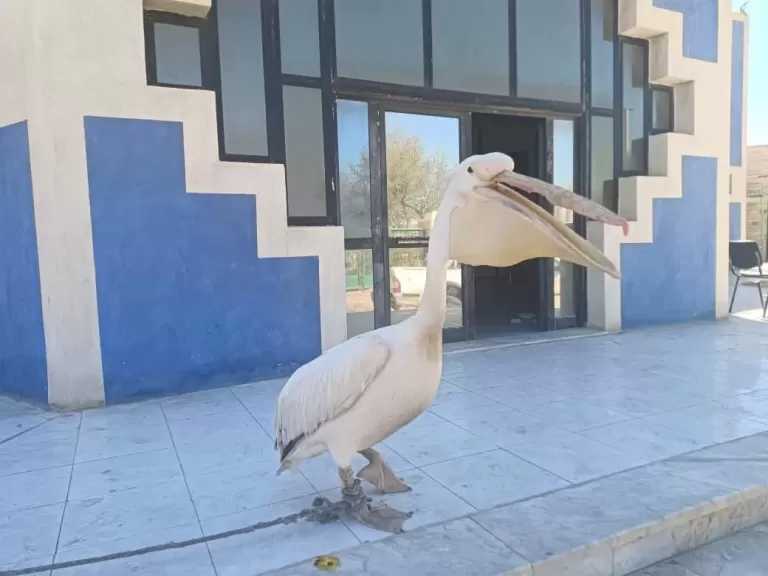 إنقاذ بجعة بيضاء من سوق السمك ببورسعيد ونقلها إلى محمية أشتوم الجميل