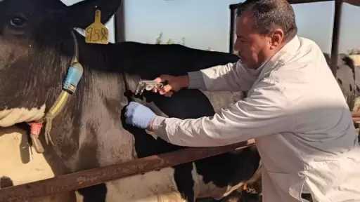 بيطري الغربية: تحصين 307 ألف رأس ماشية ضد الحمى القلاعية وحمى الوادي المتصدع