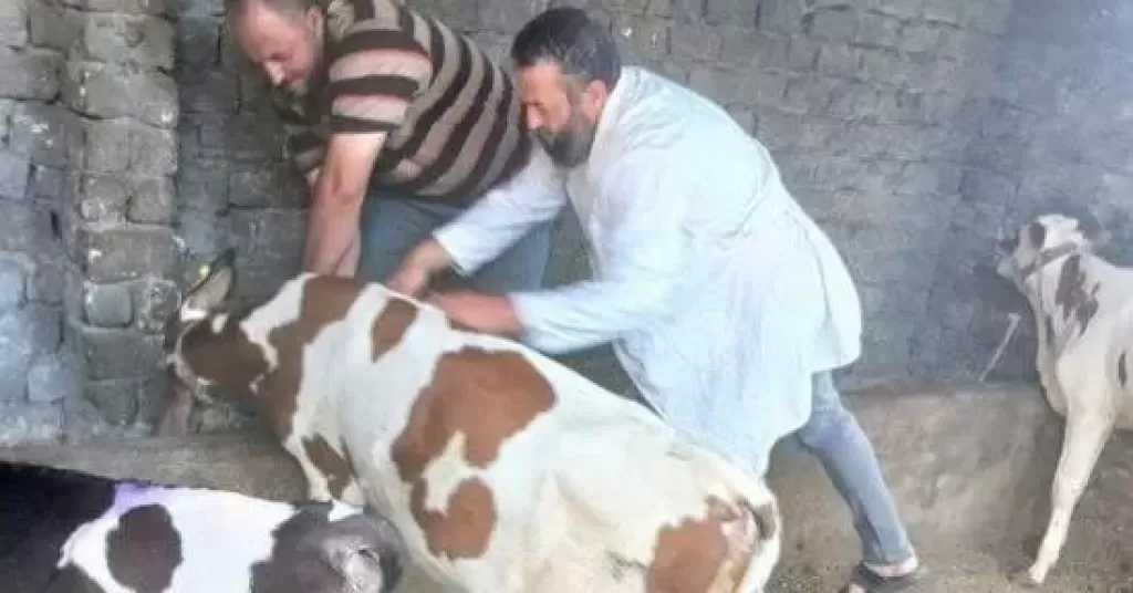الزراعة: تقديم أكثر من 5.7 مليون جرعة تحصينية للماشية ضد «الحمى القلاعية» و«الوادي المتصدع»