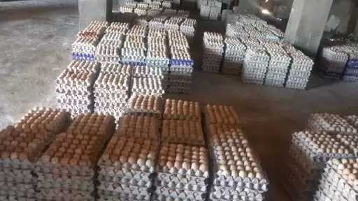ضبط 228 ألف بيضة فاسدة داخل مزرعة دواجن بالغربية قبل بيعها لمصانع الحلوى