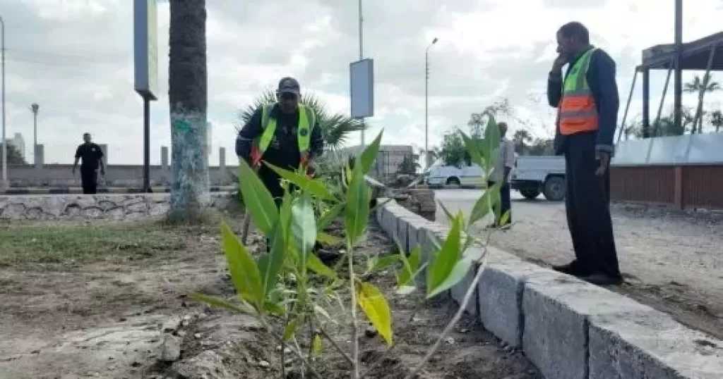 محافظ كفر الشيخ يشدد على منع قطع الأشجار بمختلف أنحاء المحافظة