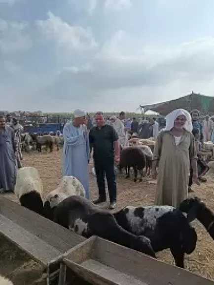 الجيزة: تحصين 213 ألف رأس ماشية ضد الحمى القلاعية وحمى الوادي المتصدع