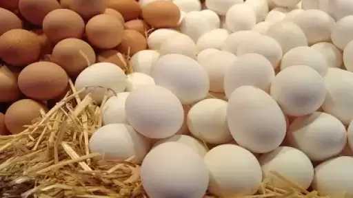 تموين الغربية بعد ضبط 105 آلاف بيضة فاسدة ببسيون: بعض المزارع تجمعه وتنقله إلى مصانع الحلويات والأعلاف