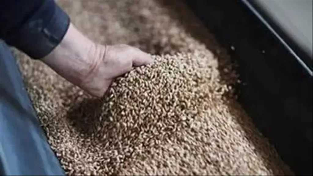 هيئة السلع التموينة تكشف الموعد المستهدف لتحقيق الاكتفاء من القمح التمويني